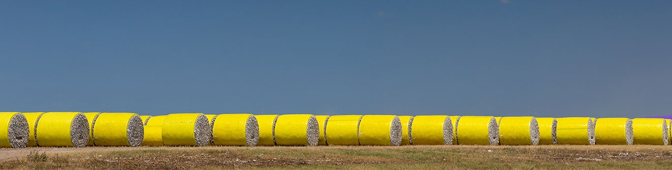 Yellow cotton bales wrapped in plastic, lined up across a harvested field under a clear blue sky.