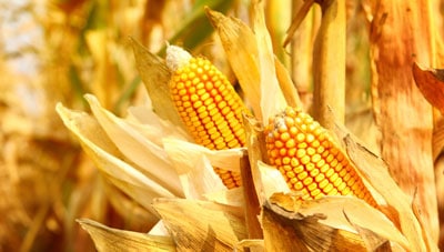 Ears of corn