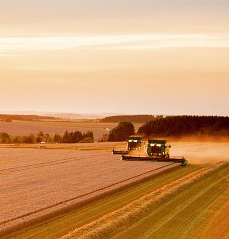 Two combines in field during harvest