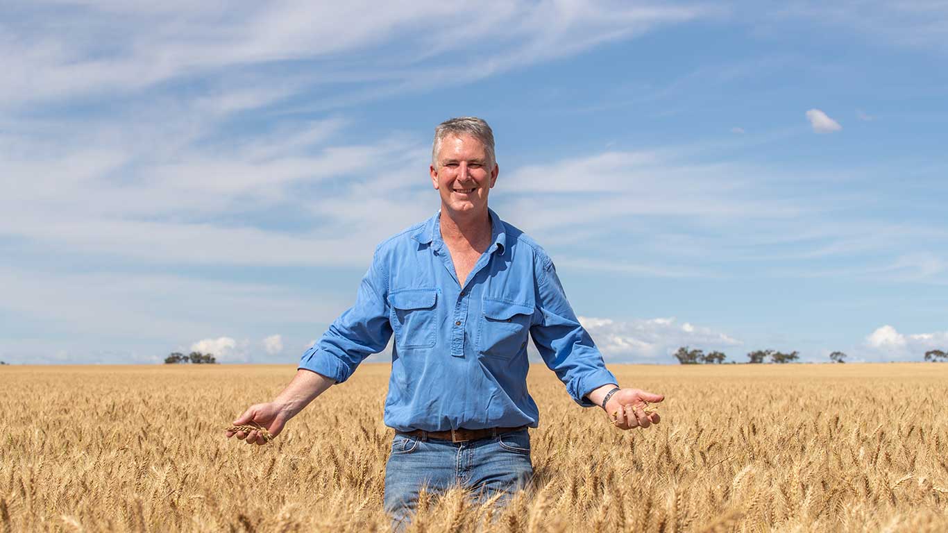 David Hosking, farmer in Crystal Brook, SA standing in a field of ripe wheat