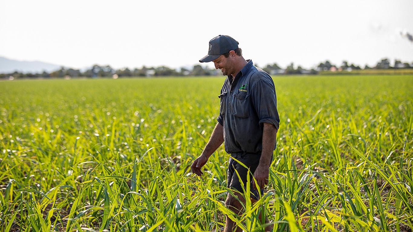 Sam Orr, Cane farmer, in field looking at crops