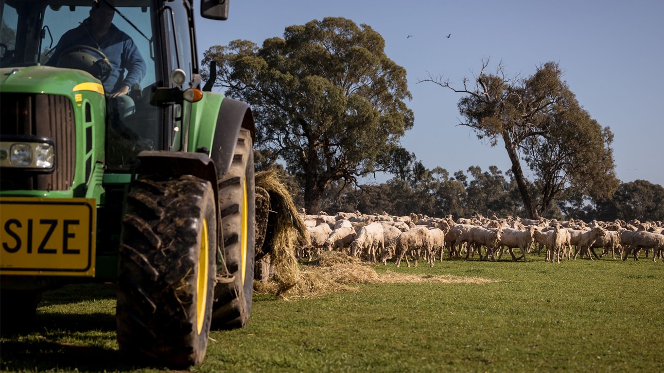 Farmer driving tractor with hay stacks behind a herd of goats.