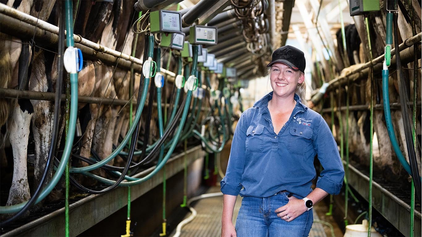 A lady wearing a blue shirt and jeans is standing in the middle of a dairy while cows are being milked.