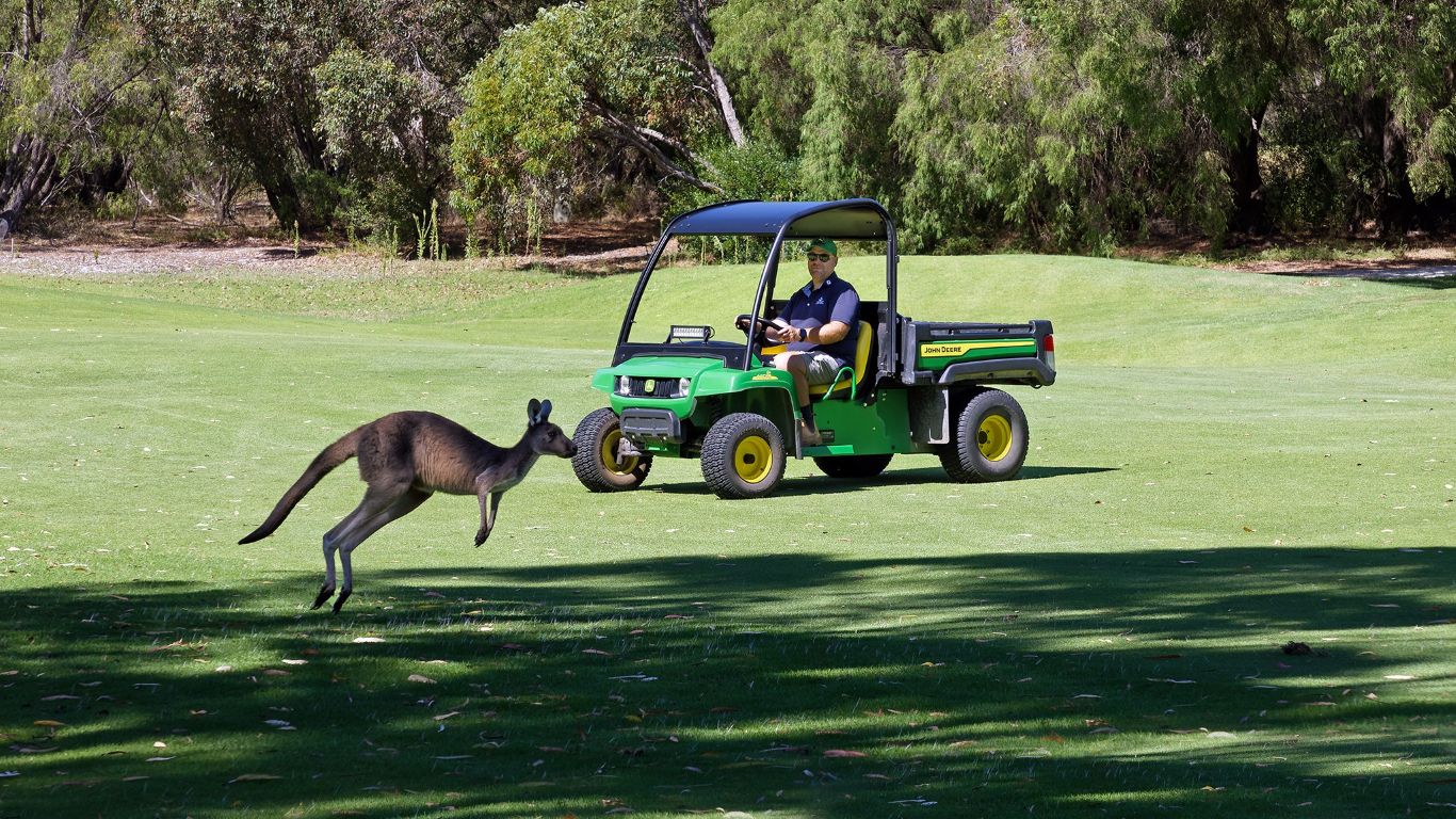 A person driving a green utility vehicle on a golf course with a kangaroo jumping in the foreground.