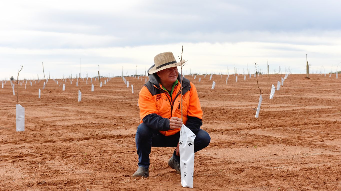 Person kneeling in a field planting a young tree among rows of protected saplings.