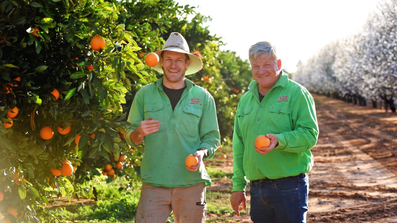 Two people in green shirts holding oranges in a citrus orchard with rows of trees.
