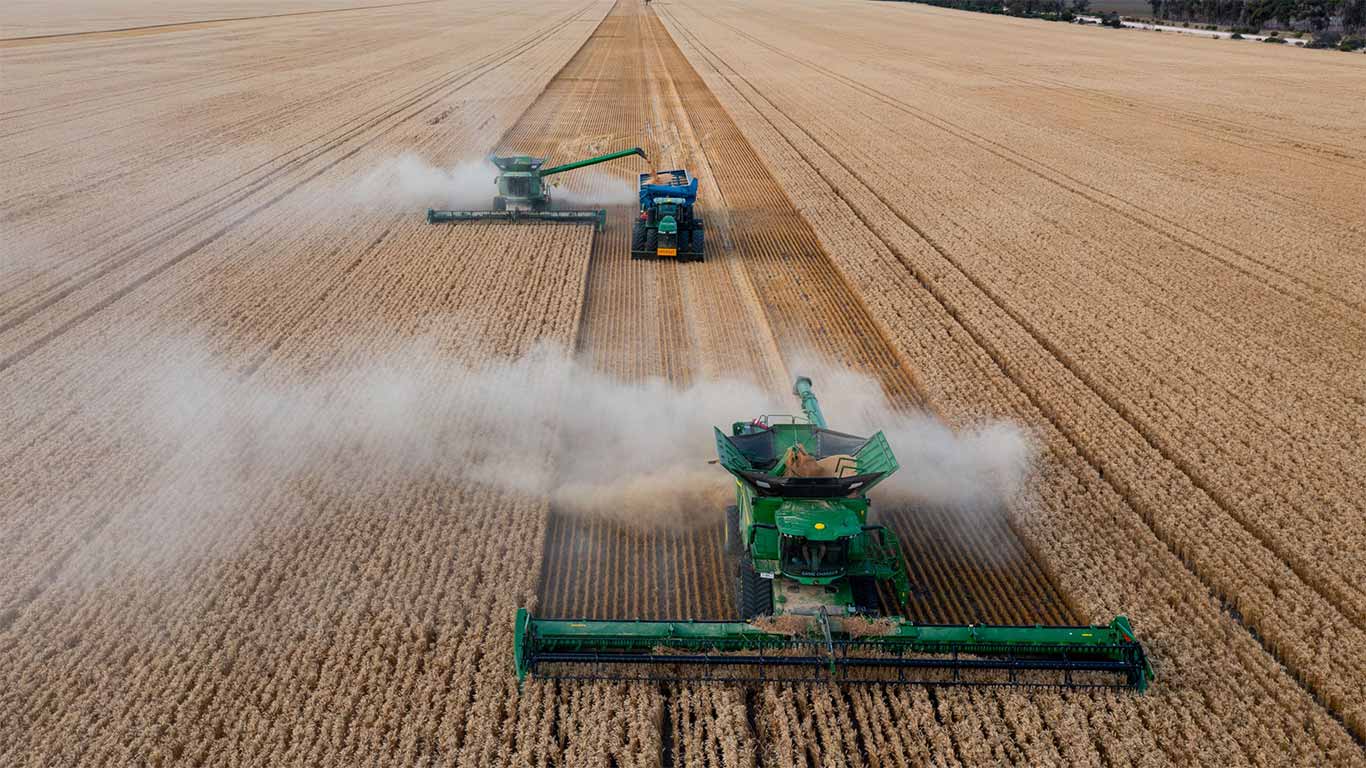 Three green combines harvest wheat in a dusty field under a clear sky.