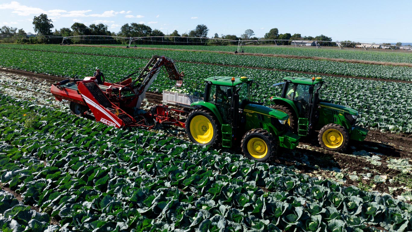 Two tractors harvest cabbage in a field while another machine loads the cabbage into a trailer.