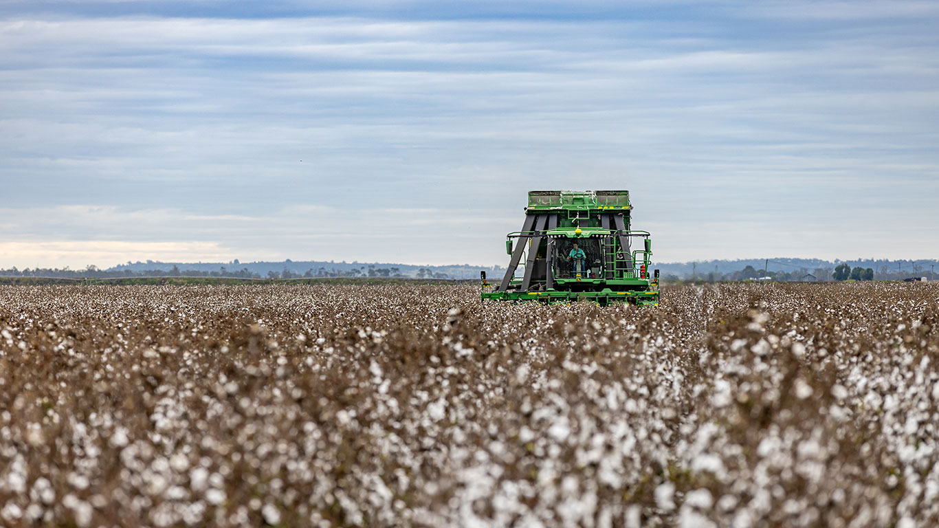 Large green machine in cotton paddock with blue cloudy sky