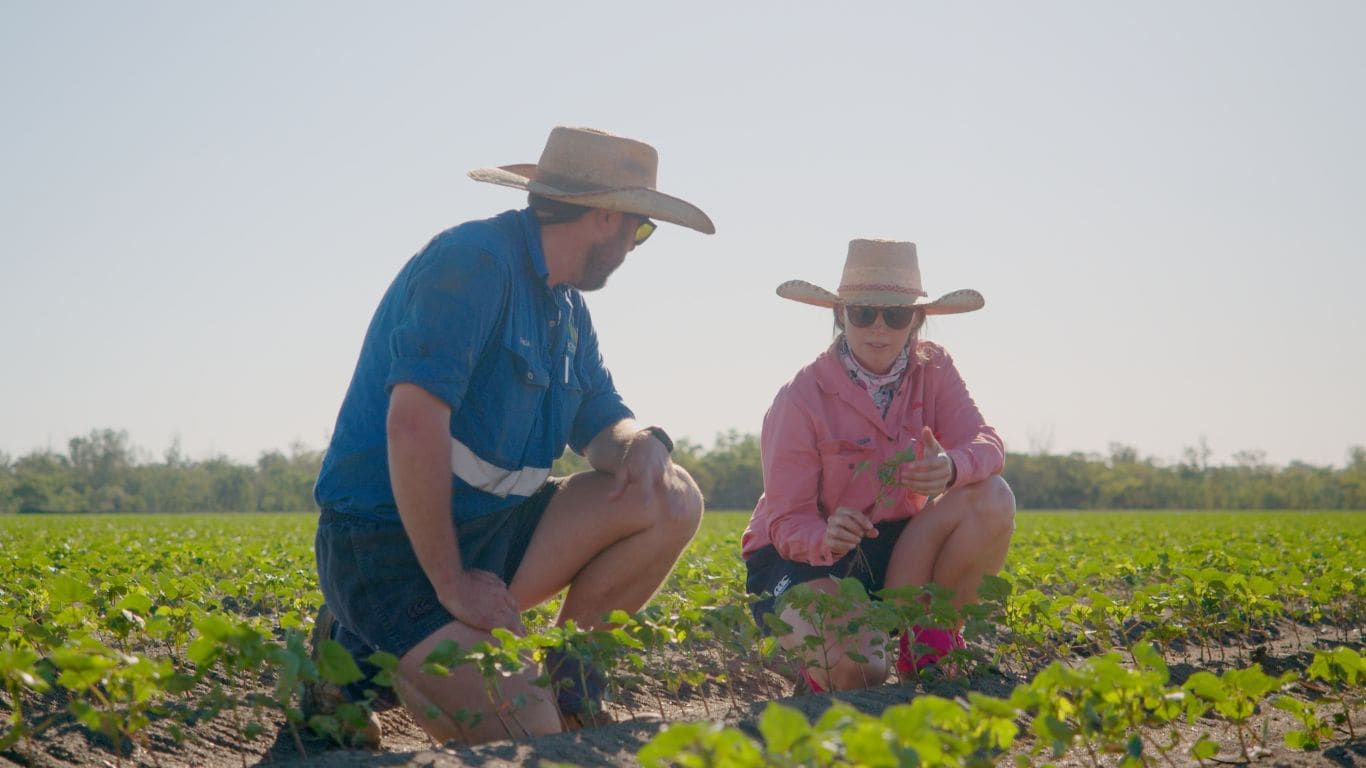 Man in blue shirt and hat with women in pink shirt and hat looking at a cotton crop outside.