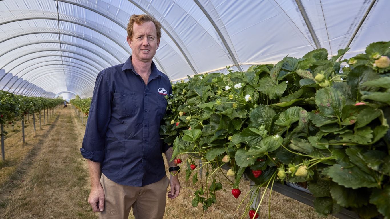 A man in a blue shirt is standing in a row of raised bed strawberry plants.