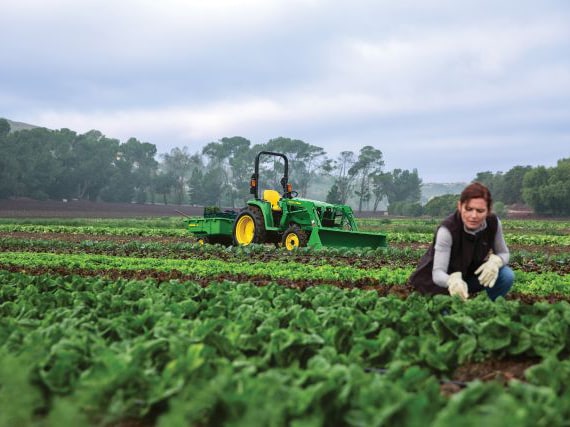 A lady checking a vegetable crop