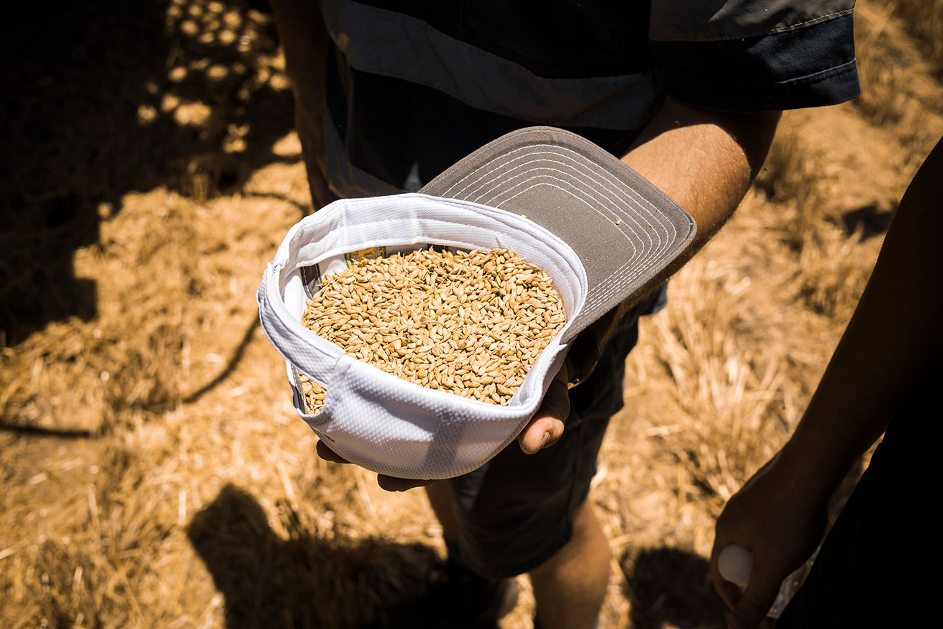 A man holding a handful of wheat in hat