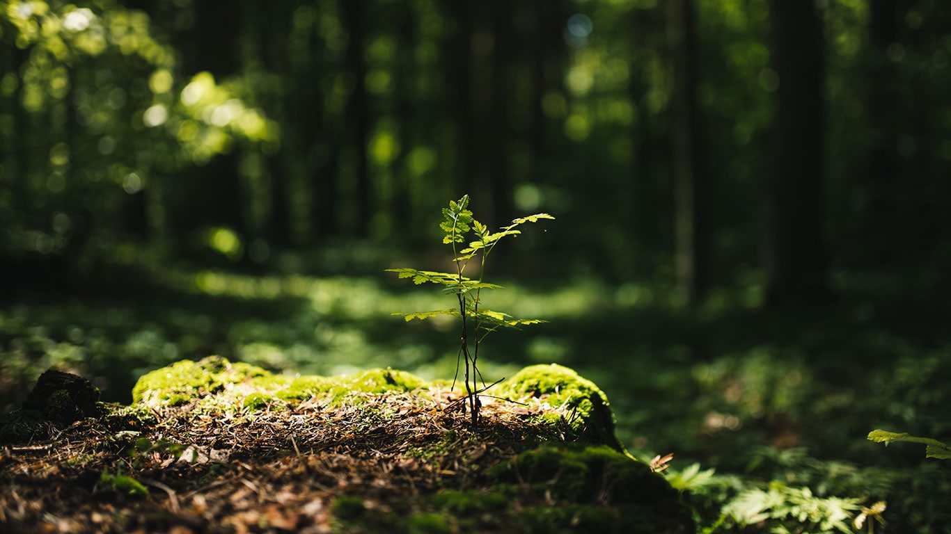 Green forest