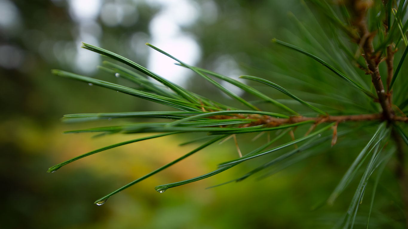 Pine forest