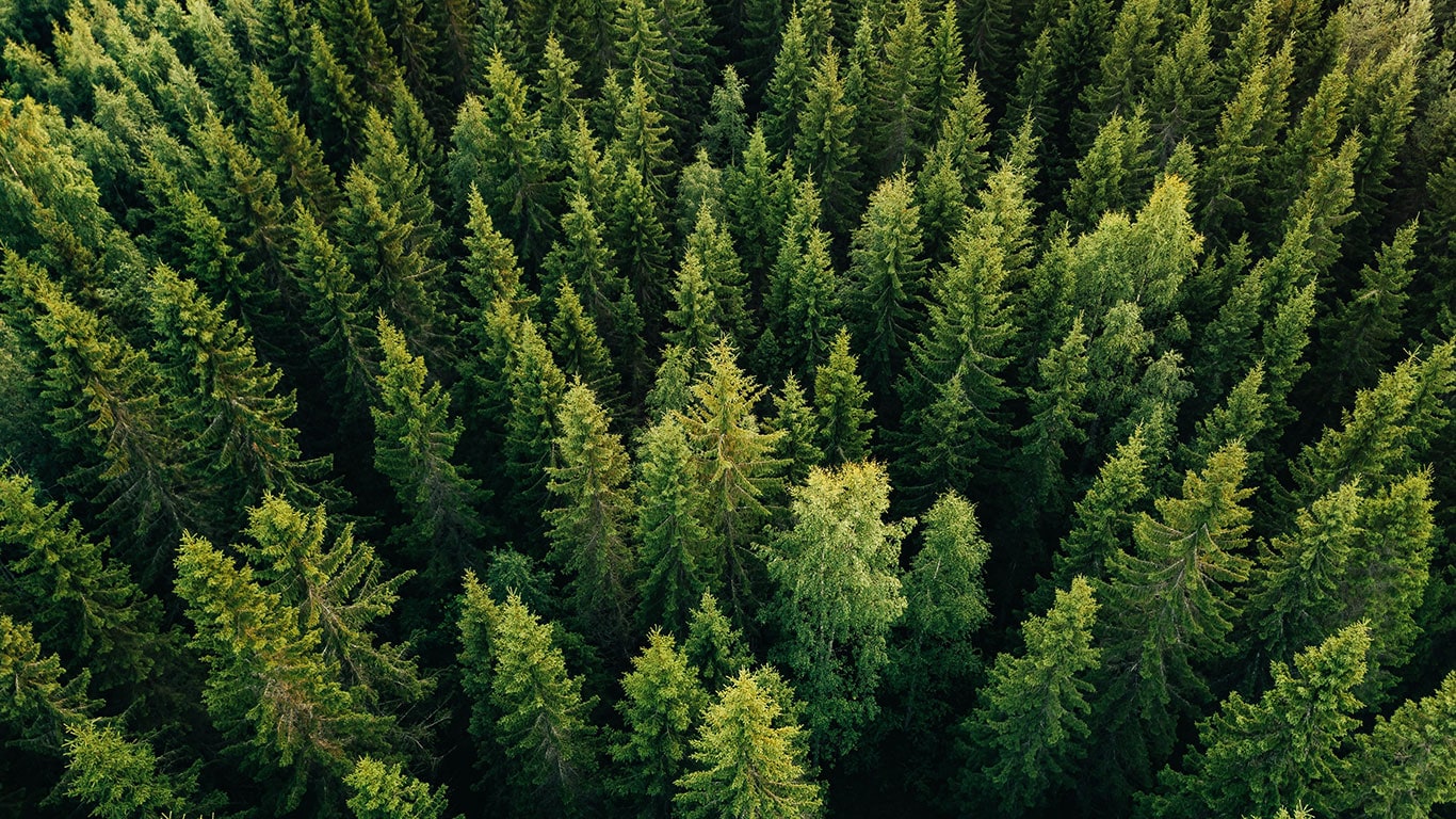 Green forest