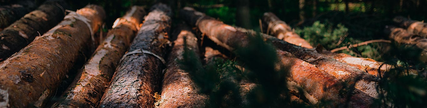 Logs on piles by a roadside