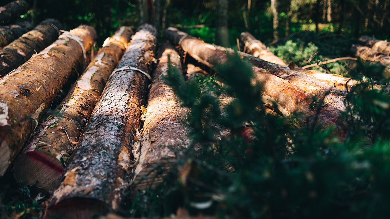 Logs in the forest