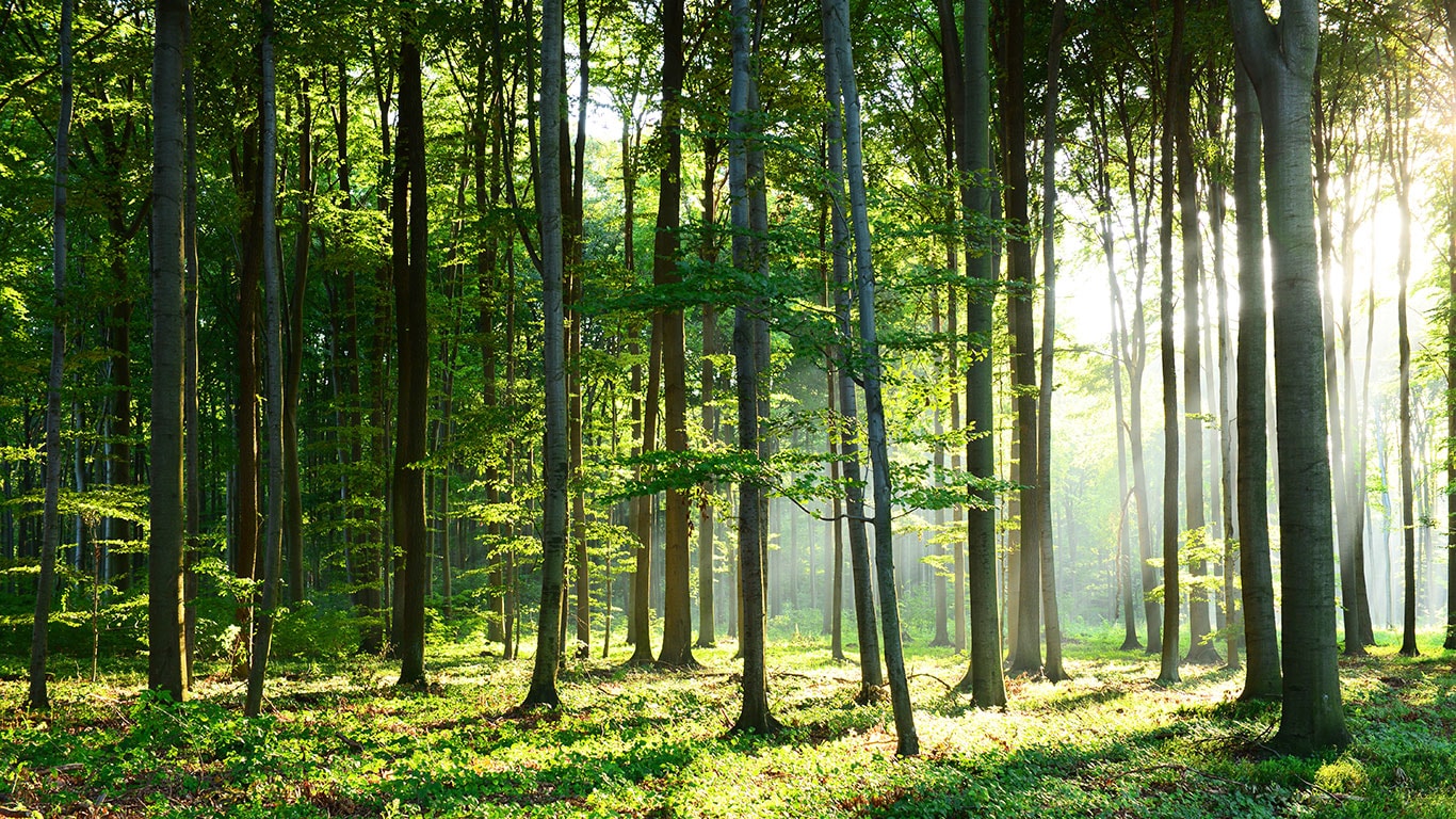 Light in the green forest