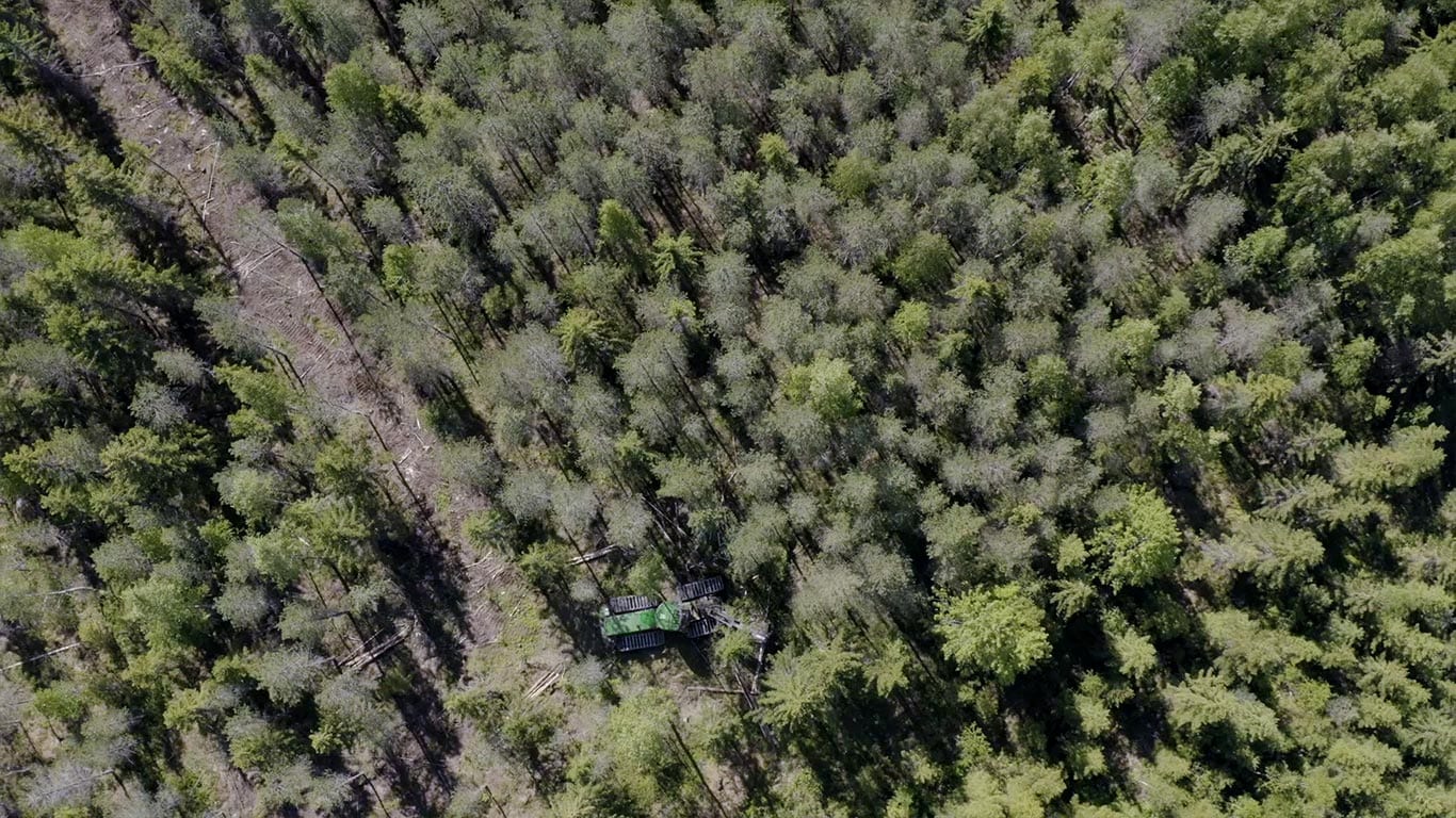 Forest viewed from above