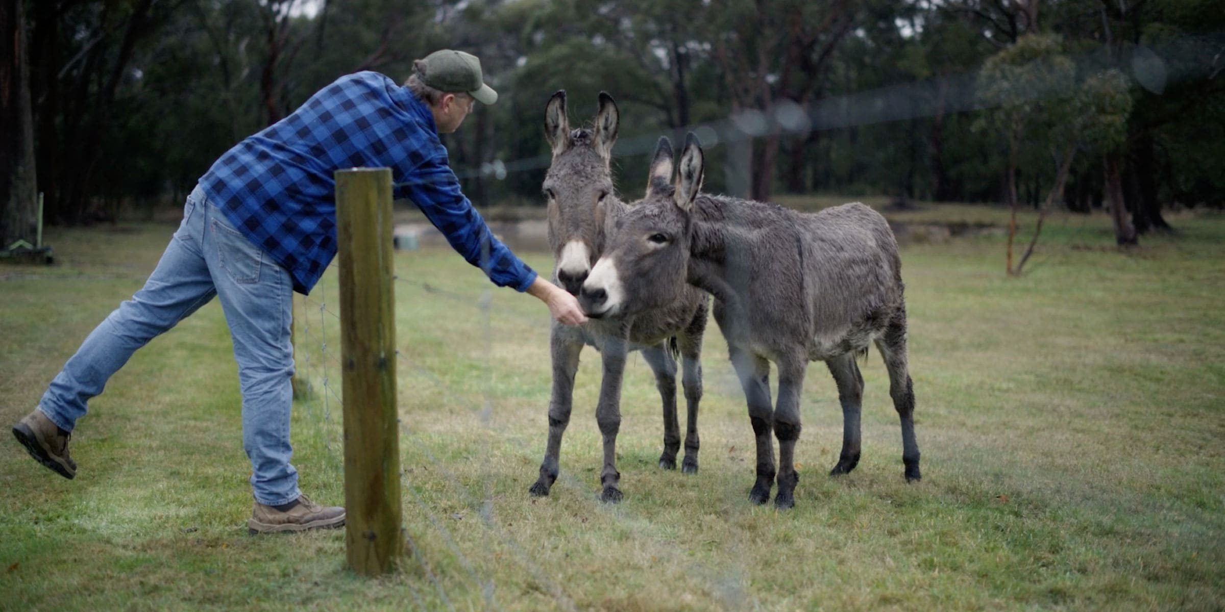 David Brooks feeding donkeys over a fence