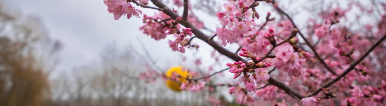 Planting an Edible Garden