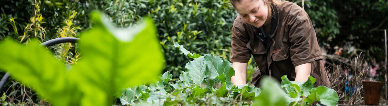 Planting an Edible Garden