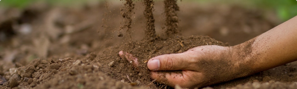 Planting an Edible Garden