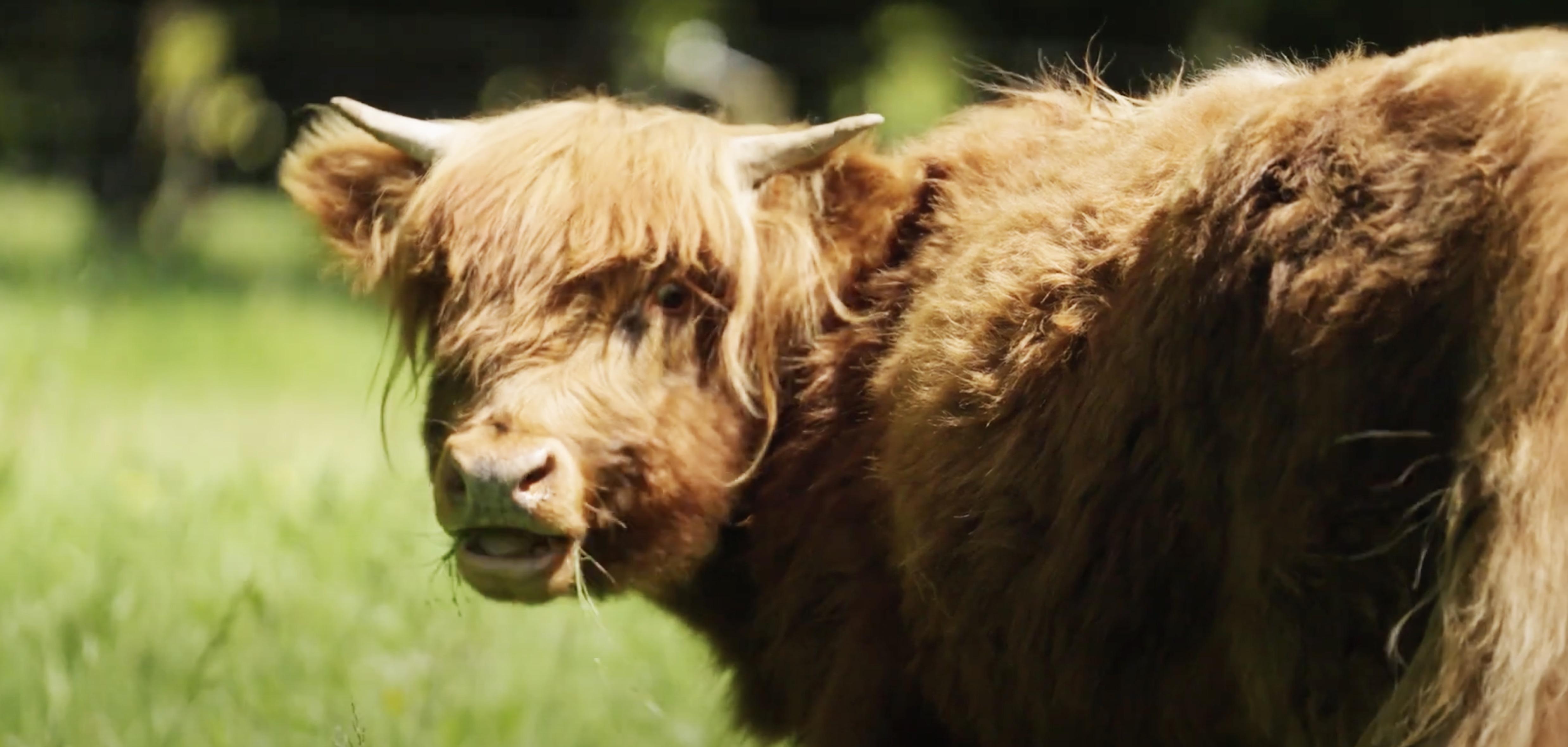 A light brown coloured highland long haired cow stares at the camera