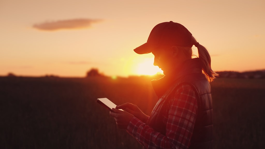 Image of woman with tablet at sunset during a cotton harvest