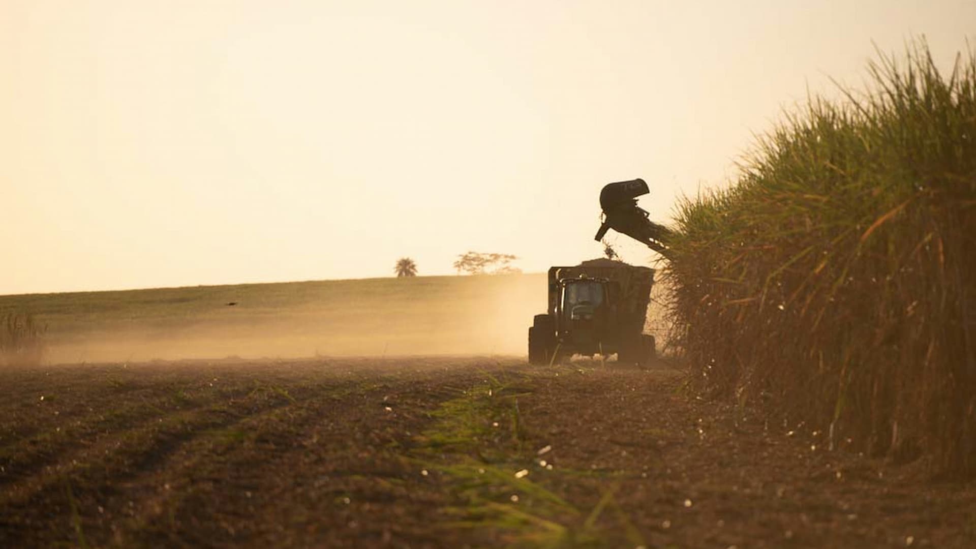 John Deere sugar cane harvester moving through a field.
